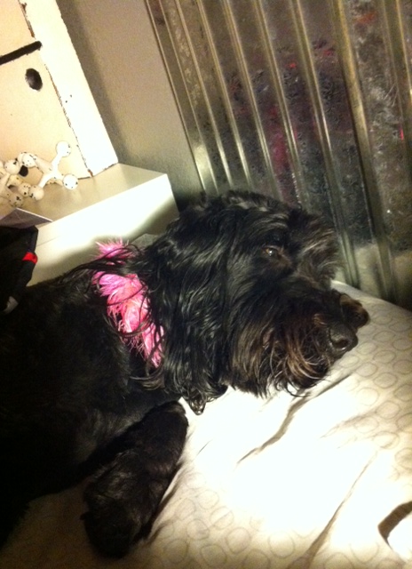 The wife's bed partner last night...