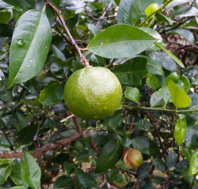 09 Nature Walk 13May2014